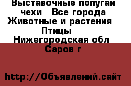 Выставочные попугаи чехи - Все города Животные и растения » Птицы   . Нижегородская обл.,Саров г.